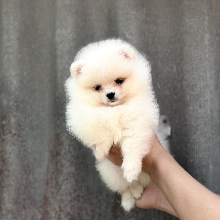 лялькова дівчинка шоу класу