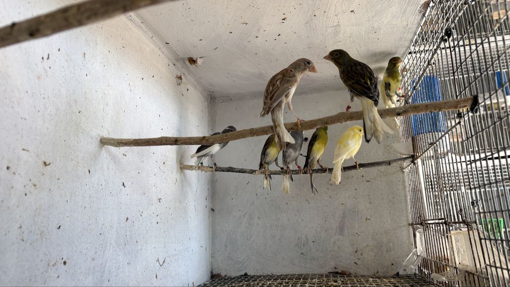 Cánarios osso do japao