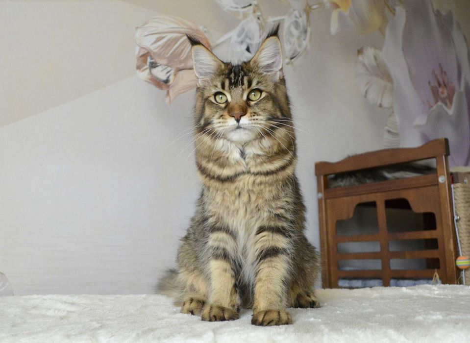 Девочка Taisa. Мейн кун