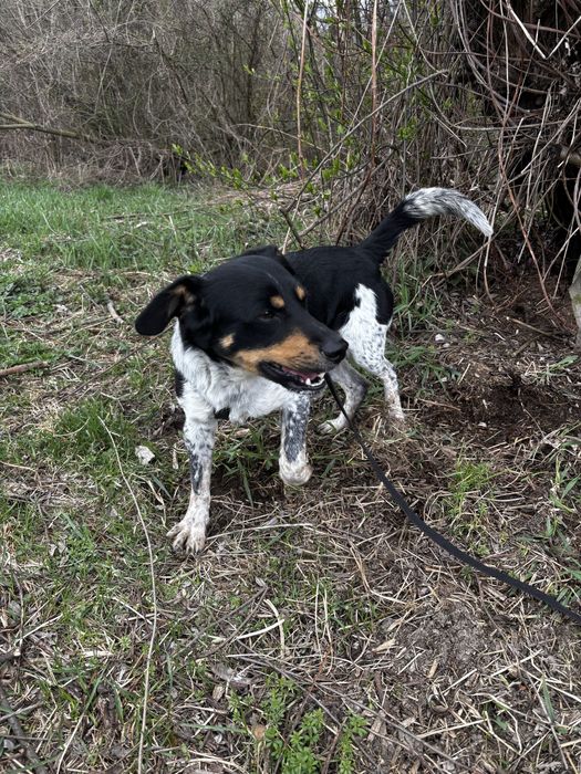 Psy ze schroniska do adopcji