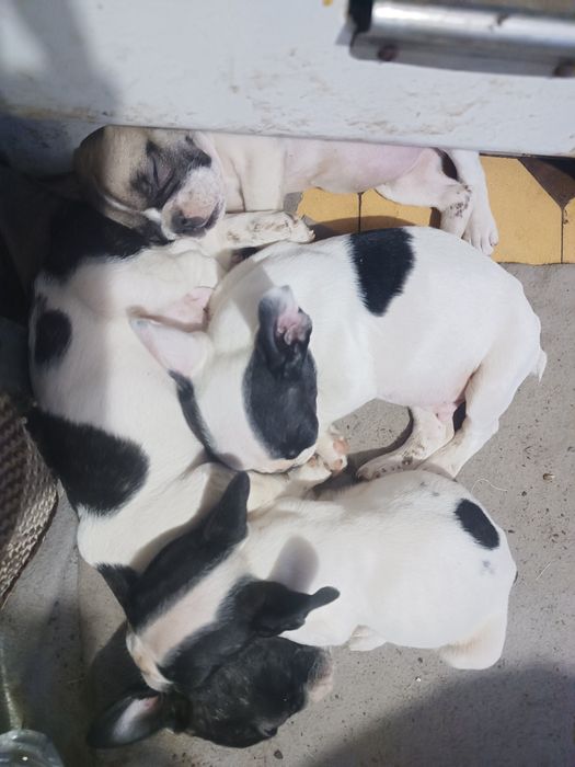 Вот они, самые,самые бульдожки