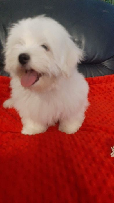 Cudowny Coton de tulear FCI