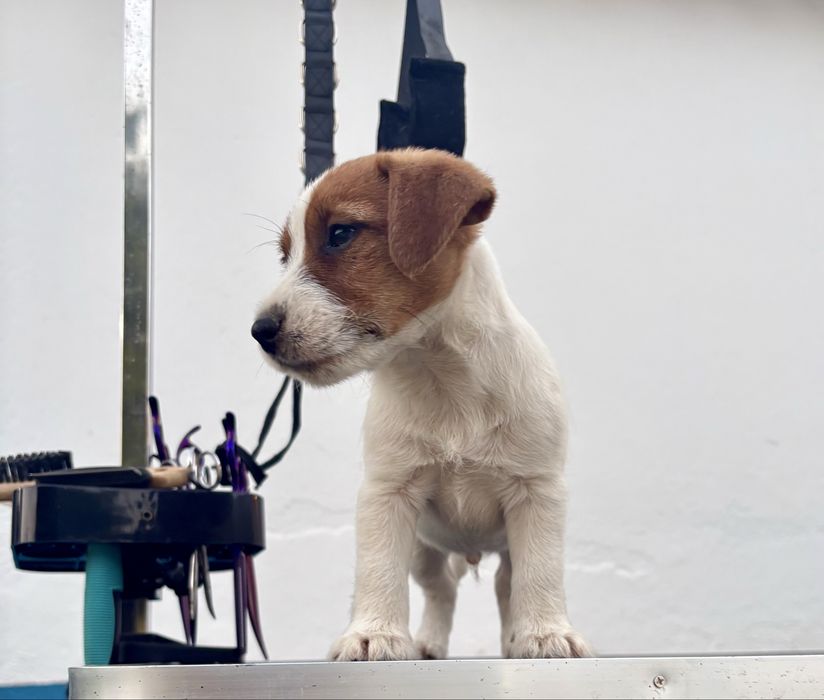 Cachorrinho Jack Russell Terrier c/ Afixo e LOP