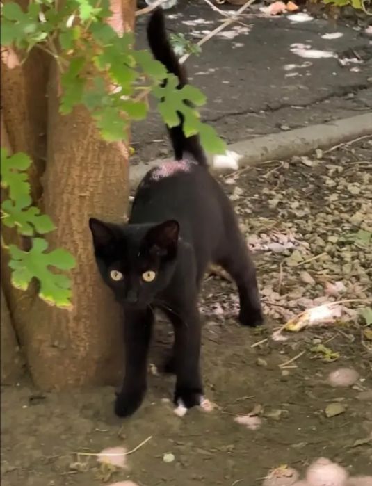 Отдам даром в добрые руки черного котенка