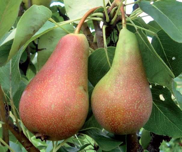 Kupuję sadzonki owocowe i ozdobne na terenie całej Polski.