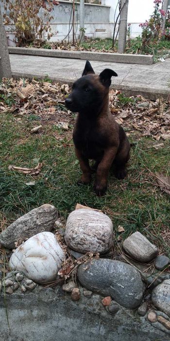 Щенки малинуа бельгийская овчарка! Питомник предлагает супер щеночков