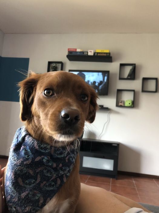 Cão para adoção srd