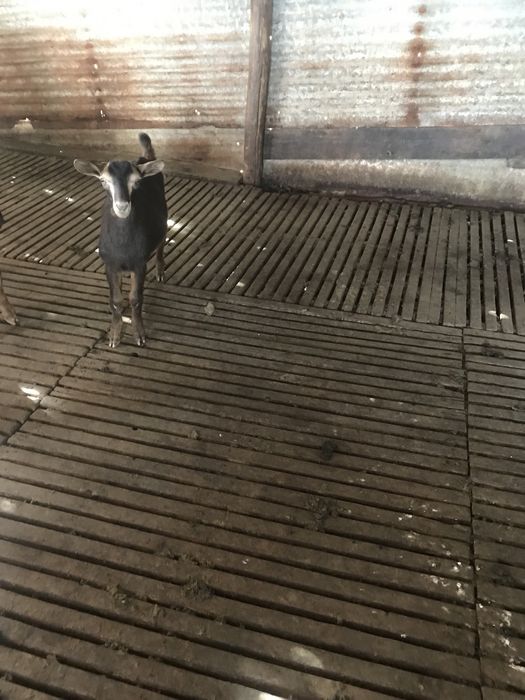 Vendo cabrita com3 meses paracriar