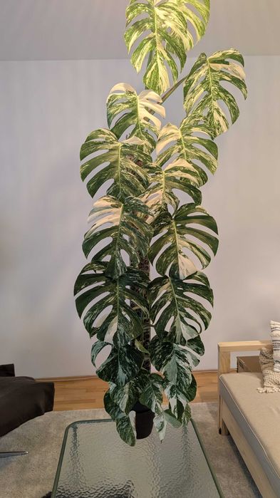 Monstera Variegata 160cm na paliku z mchu