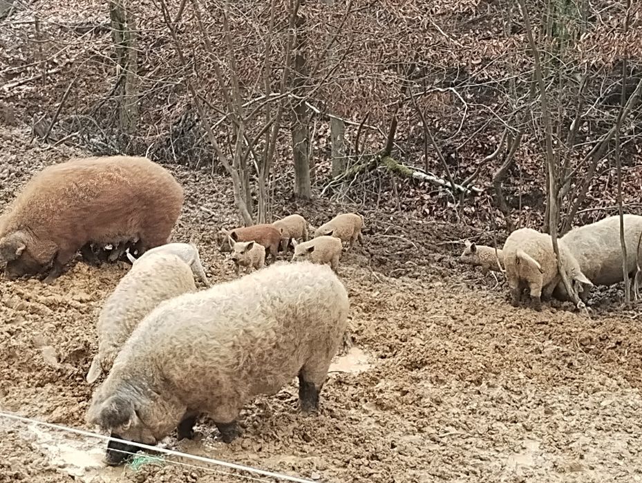 продам мангалици чи стокровную кого цикавить звонить домовимось