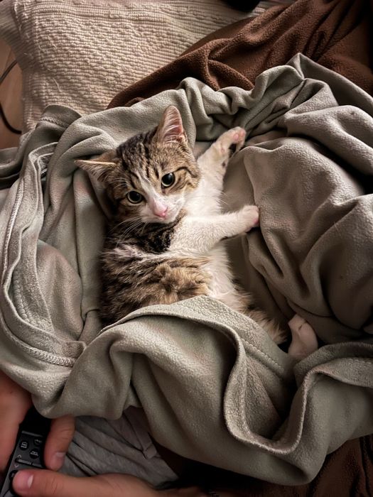 Luigi adoção responsável