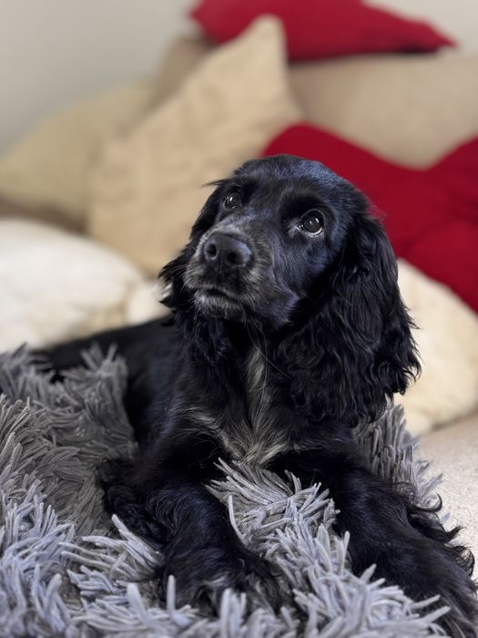 ROXY Cocker Spaniel Angielski - suczka