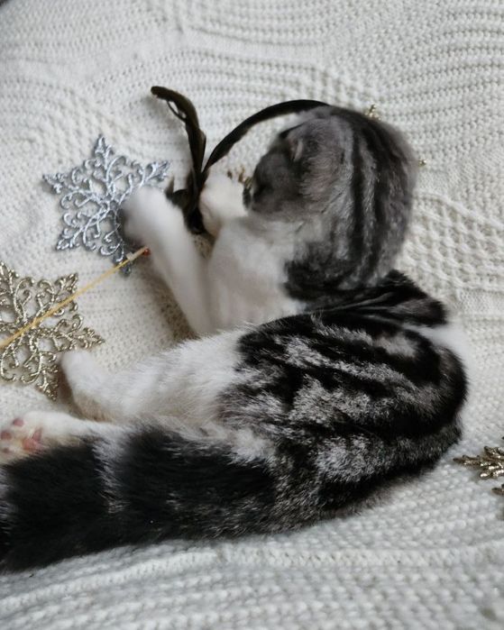 Неймовірно привітний Скотіш фолд плюшик в святковому окрасі