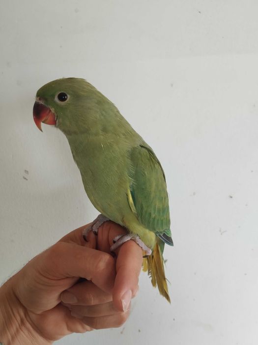 Ring necks criado a mão