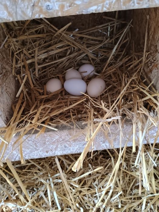 Jajka wiejskie sprzedam