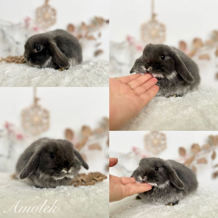 Mini lopki i Karzełki Teddy gotowe do odbioru Czystej rasy