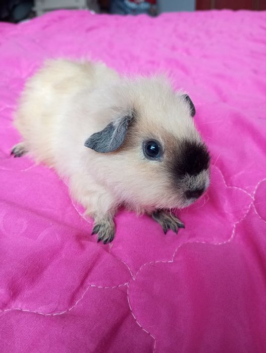 Морська свинка хлопчик