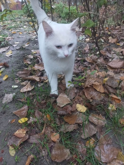 Сніжок шукає родину