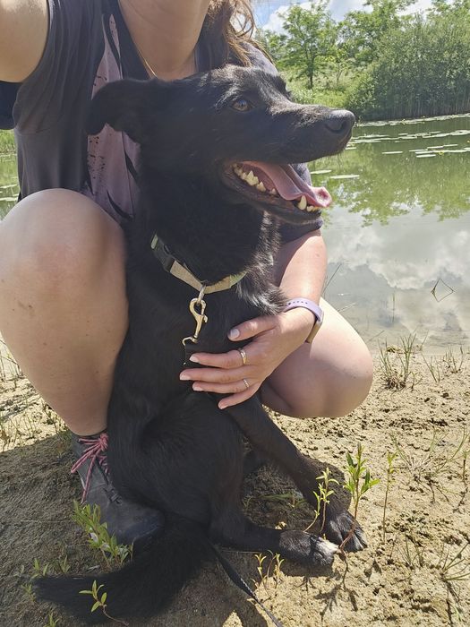 Czarnulek Onyx szuka swojego przyjaciela na zawsze