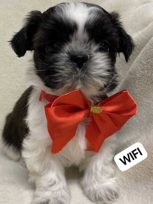 Śliczne szczeniaczki  Shih tzu