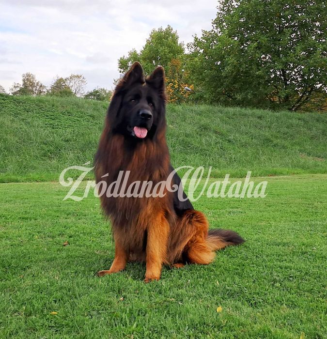 Owczarek Niemiecki Szczenię