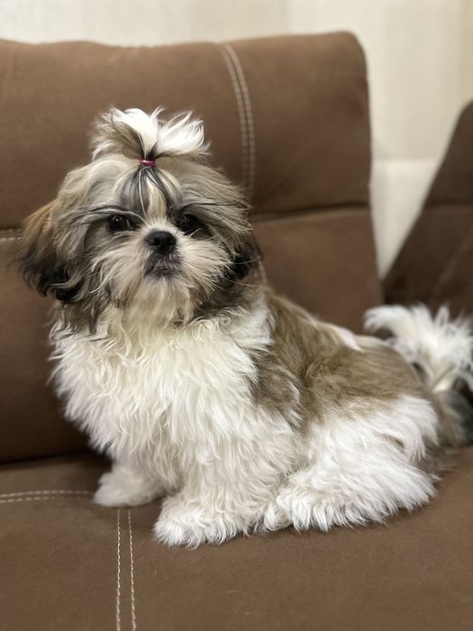 Продам цуценят породи Ши-Тцу