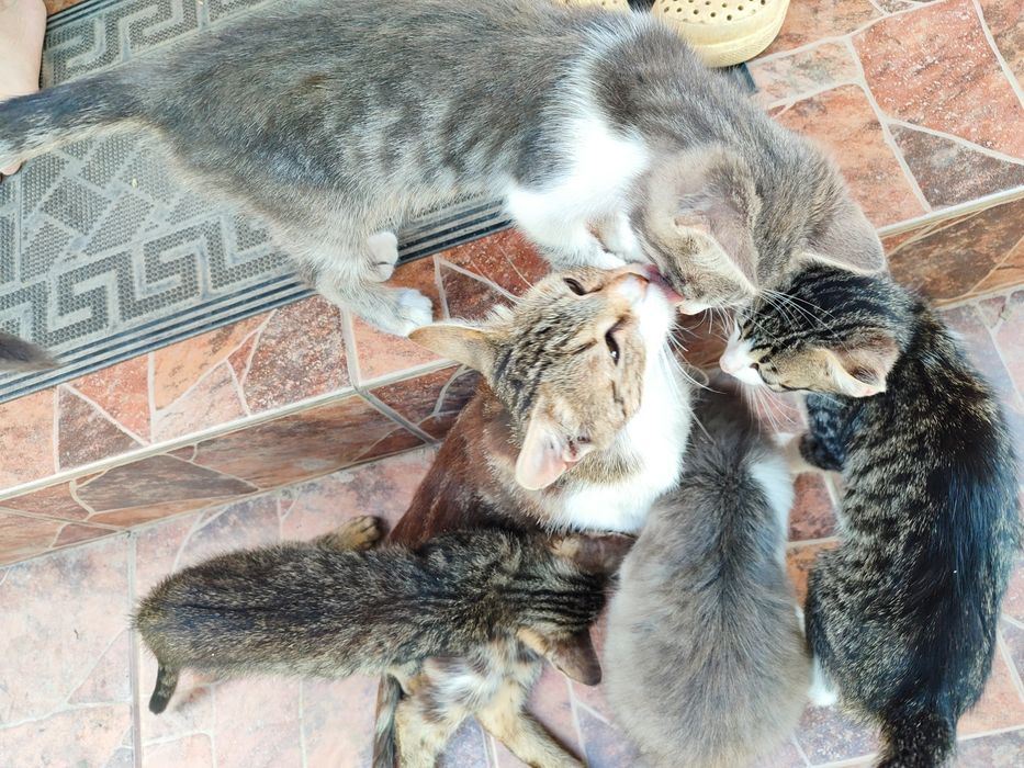Котинята відам в добрі руки милих котиків  кішечка кошення