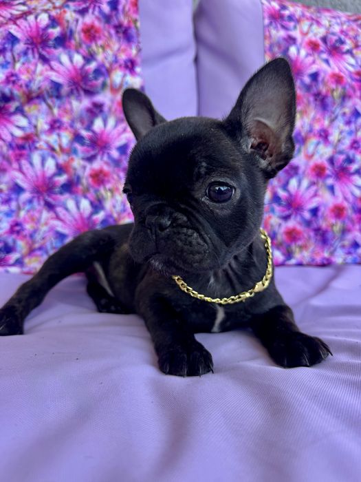 Buldog Francuski  Blue Czarny Marengo