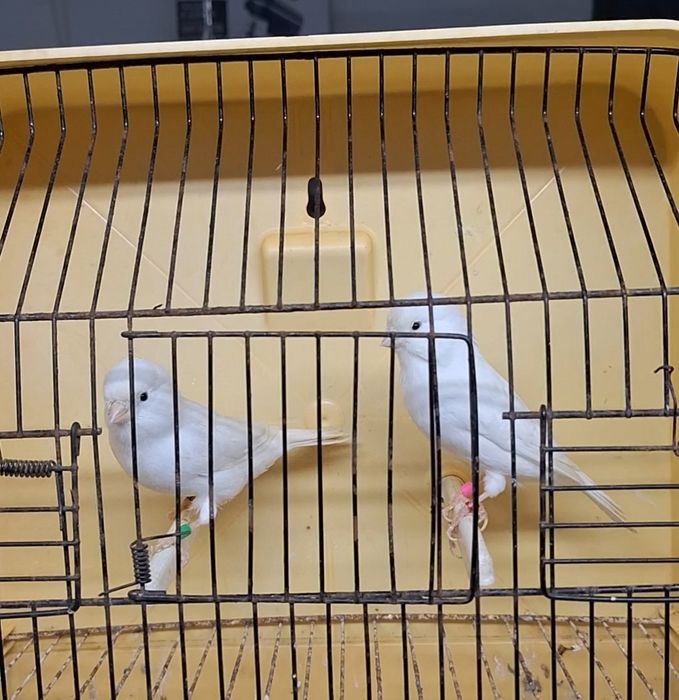 Canários branco recessivo e amarelos