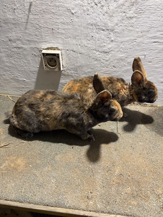 Króliki rex japoński samce