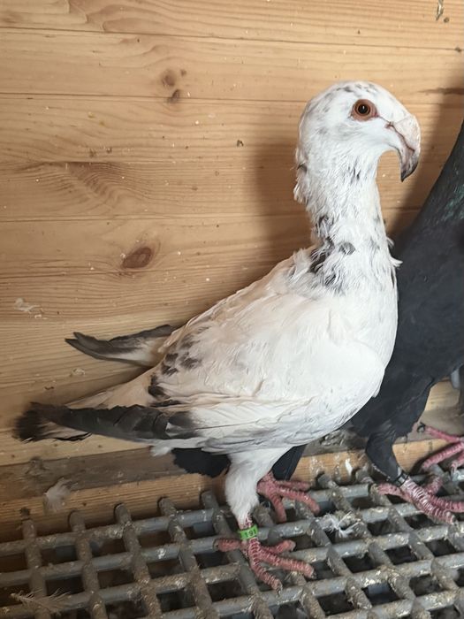 Golębie rzeszowskie