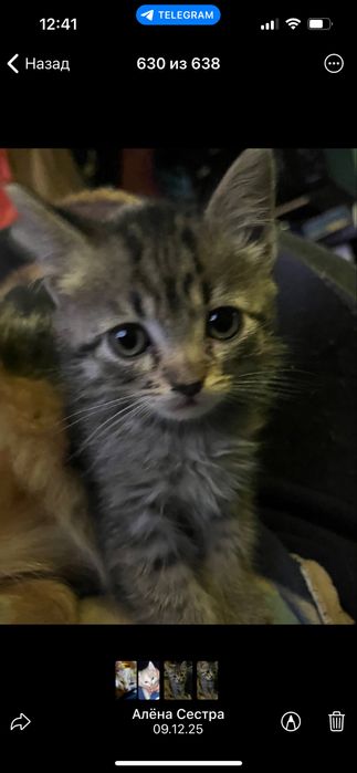 Котята, 2 місяця Віддам в добрі руки