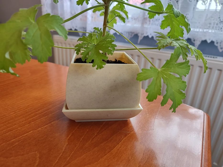 Vaso para Plantas Decorativo