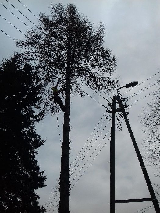 Pielęgnacja drzew, wycinka drzew, przycinanie drzew, rębak