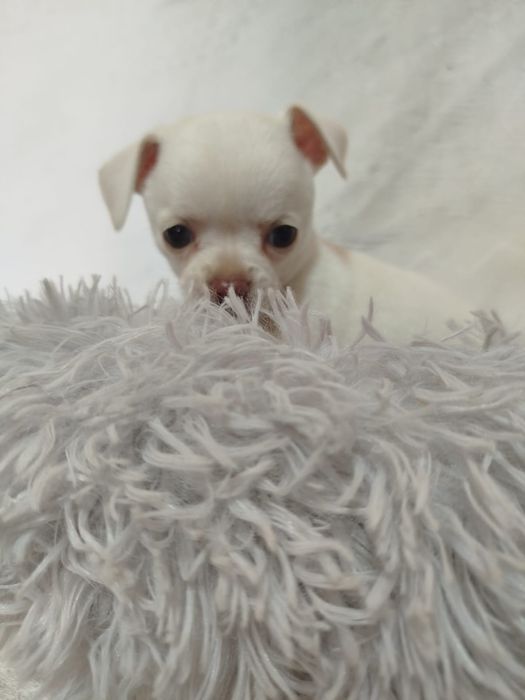 Chihuahua macho pelo curto