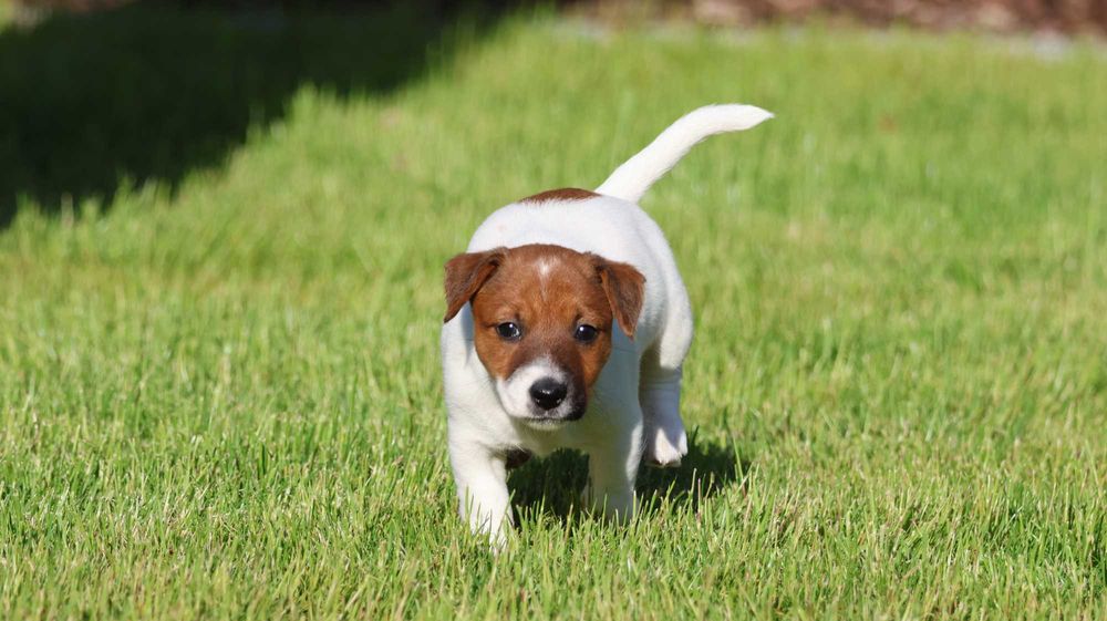 Suczka  Jack Russell Terrier z hodowli BREFIO/badania genet.