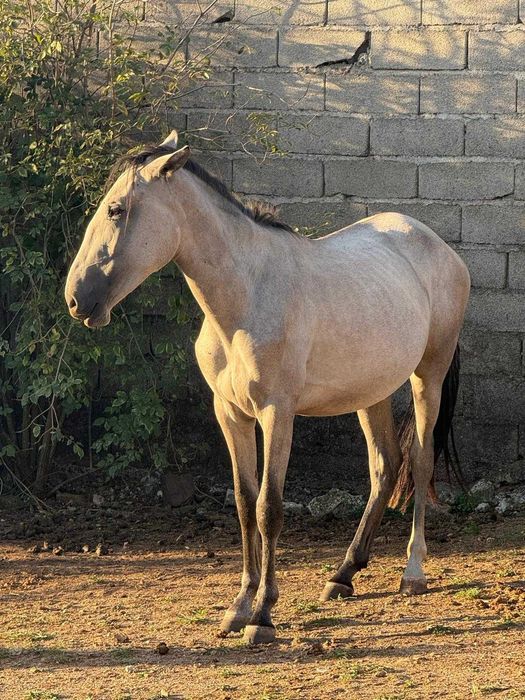 Poldra Puro Sangue Lusitano