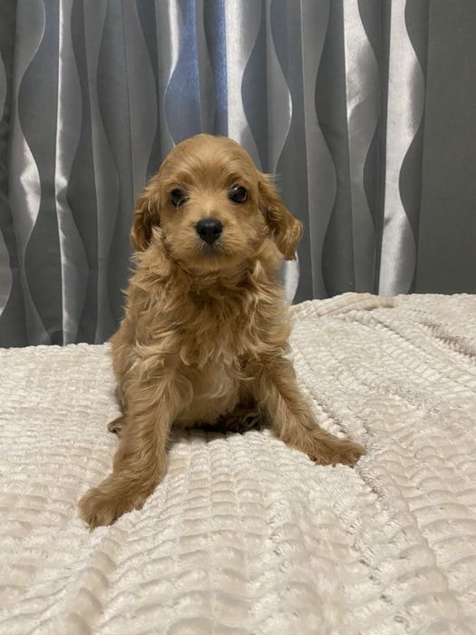 Цуценята Мальтипу