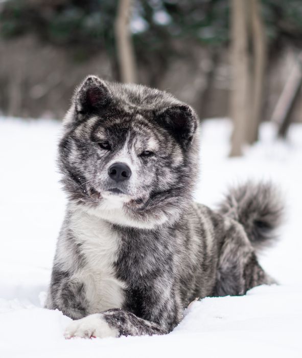 Молодий Акита ину на вязку