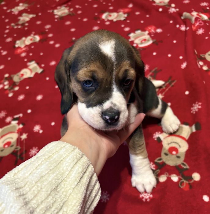 Sprzedam pieski rasy Beagle