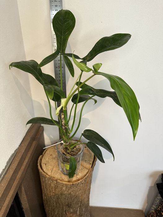 Філодендрон Philodendron 69686 Mod Ta Noi