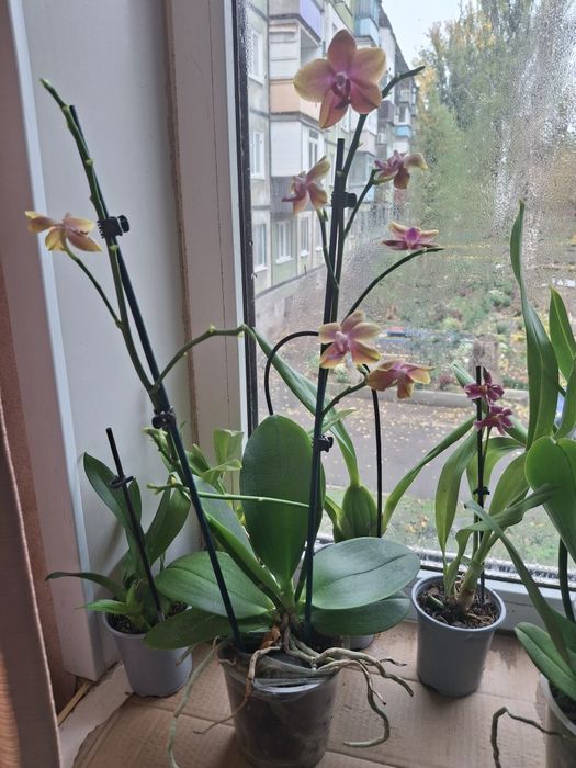 Орхидеи, Стефанотис, Хоя, АнтуриумКомнатные цветы