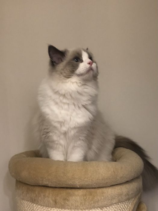 Ragdoll kotka , rodowod FPL