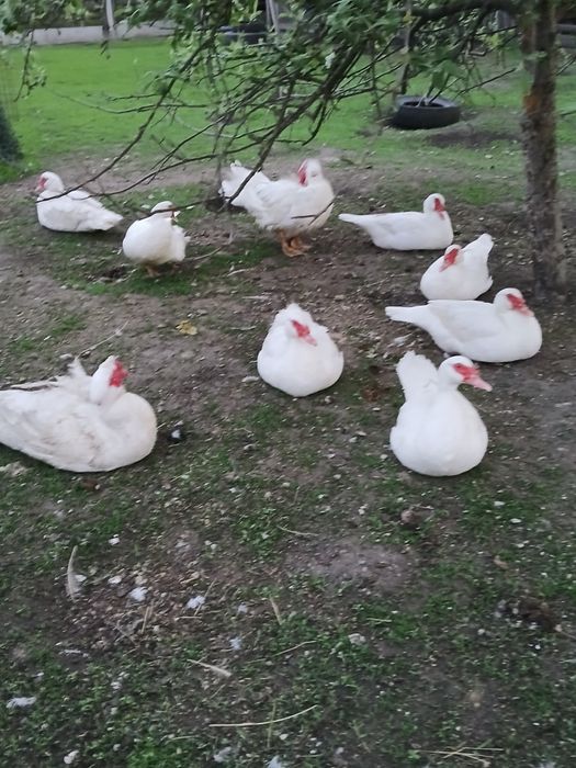 Інкубаційне яйце мускусних качок німецької лінії