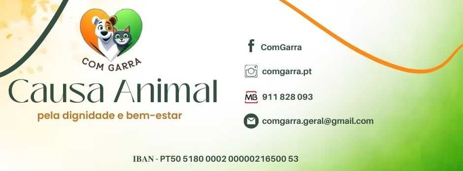 Gatinhos procuram uma família