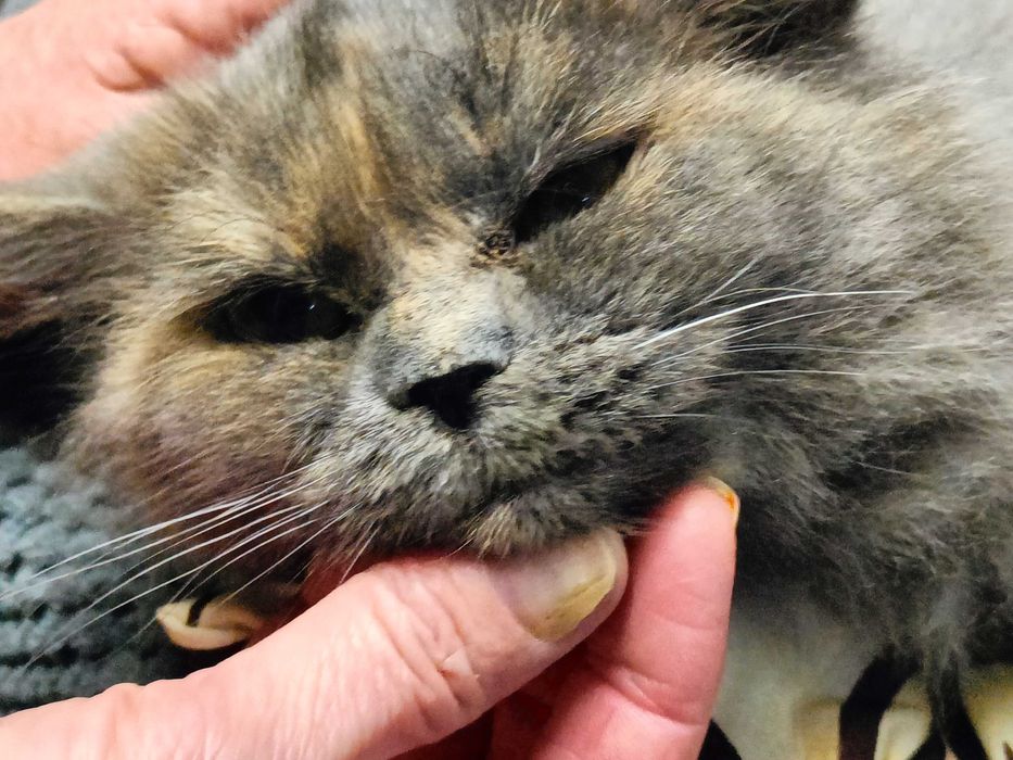 Отдам ПУШИСТУЮ трехцветную кошечку