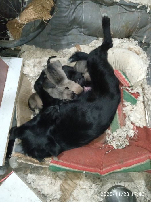 Щенята віддам 5 штук