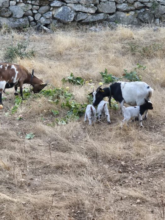 Cabras anãs boa qualidade