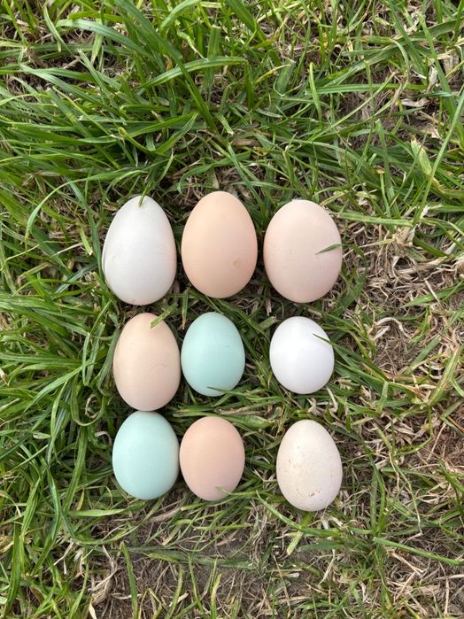 Jajka wiejskie od kur z pastwiska