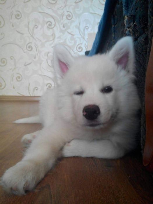 самоїд для в'язки